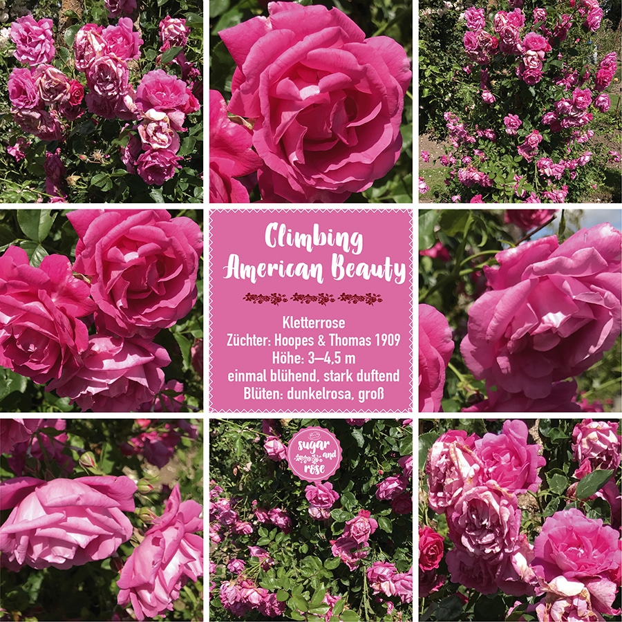 Climbing American Beauty