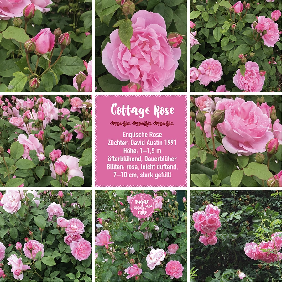 Cottage Rose