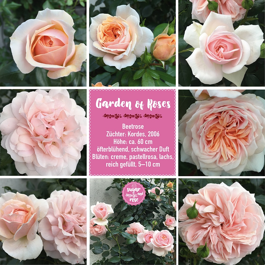 Garden of Roses