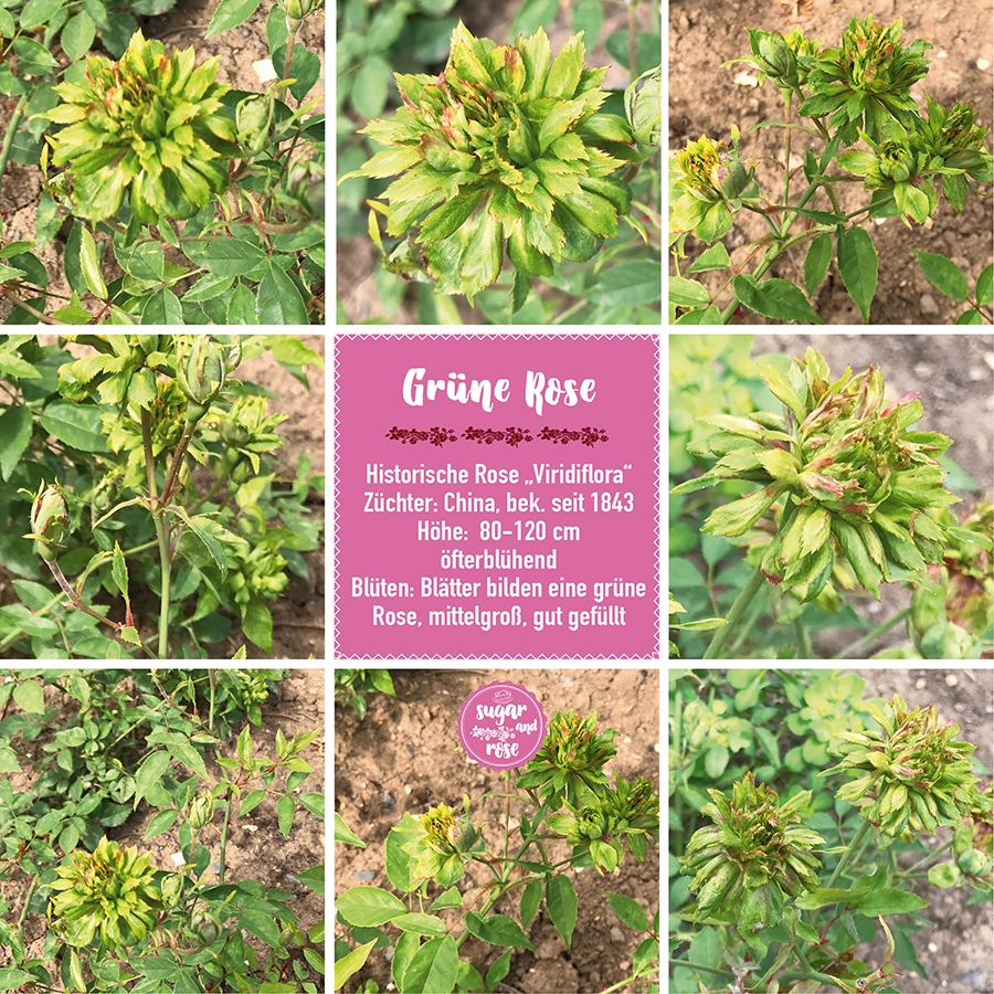 Grüne Rose.jpg