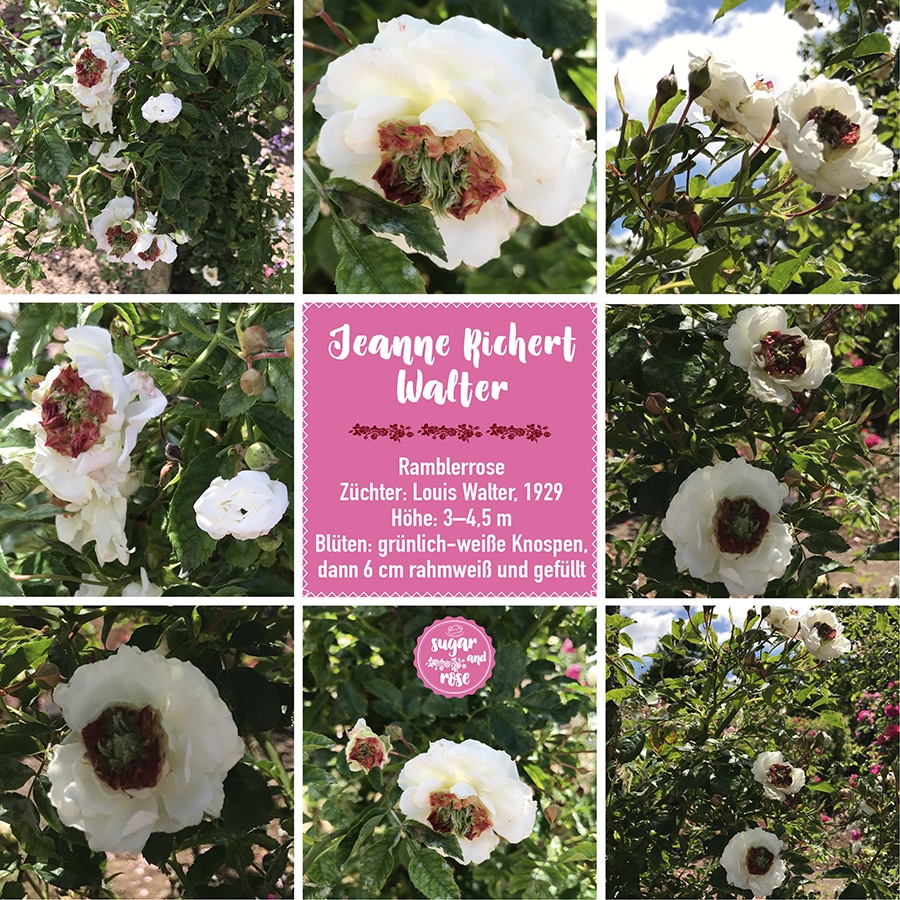 Jeanne Richert Walter