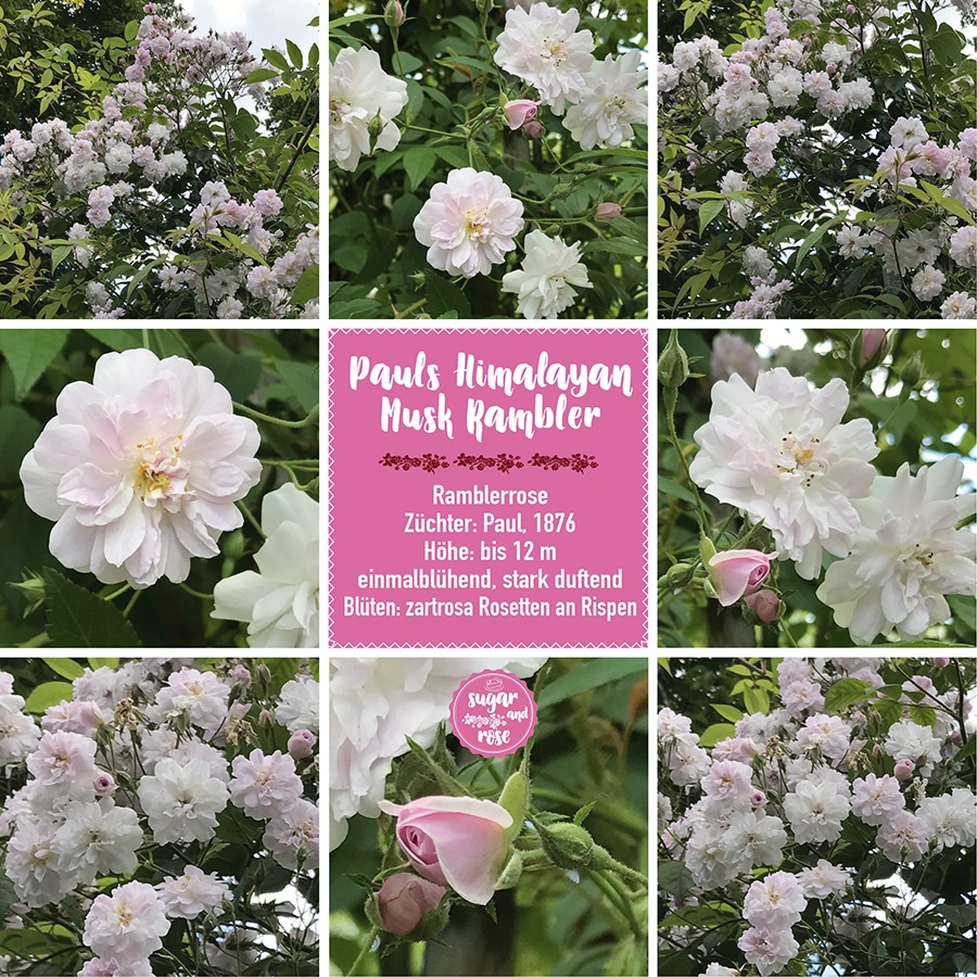 Pauls Himalayan Musk Rambler