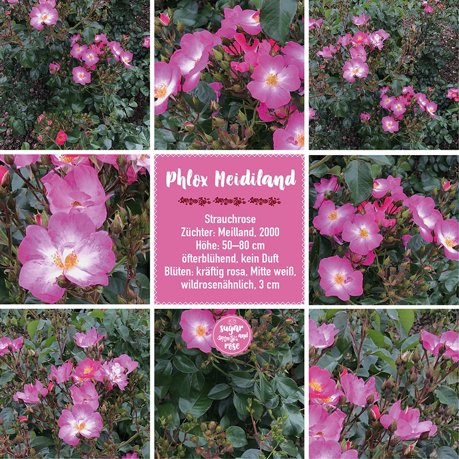 Phlox Meidiland