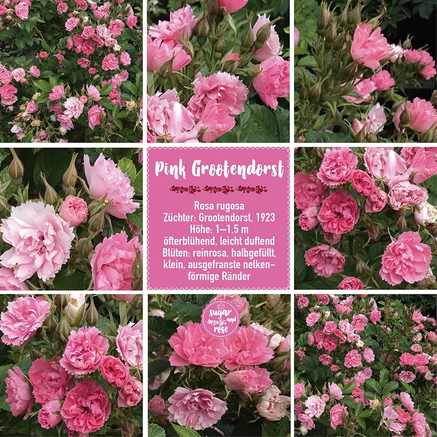 Pink Grootendorst
