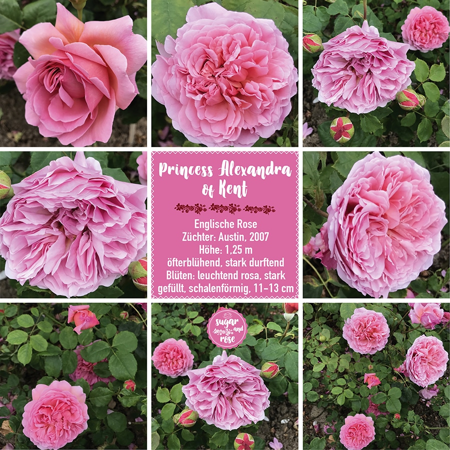 Princess Alexandra of Kent