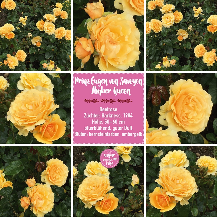 Prinz Eugen von Savoyen Amber Queen