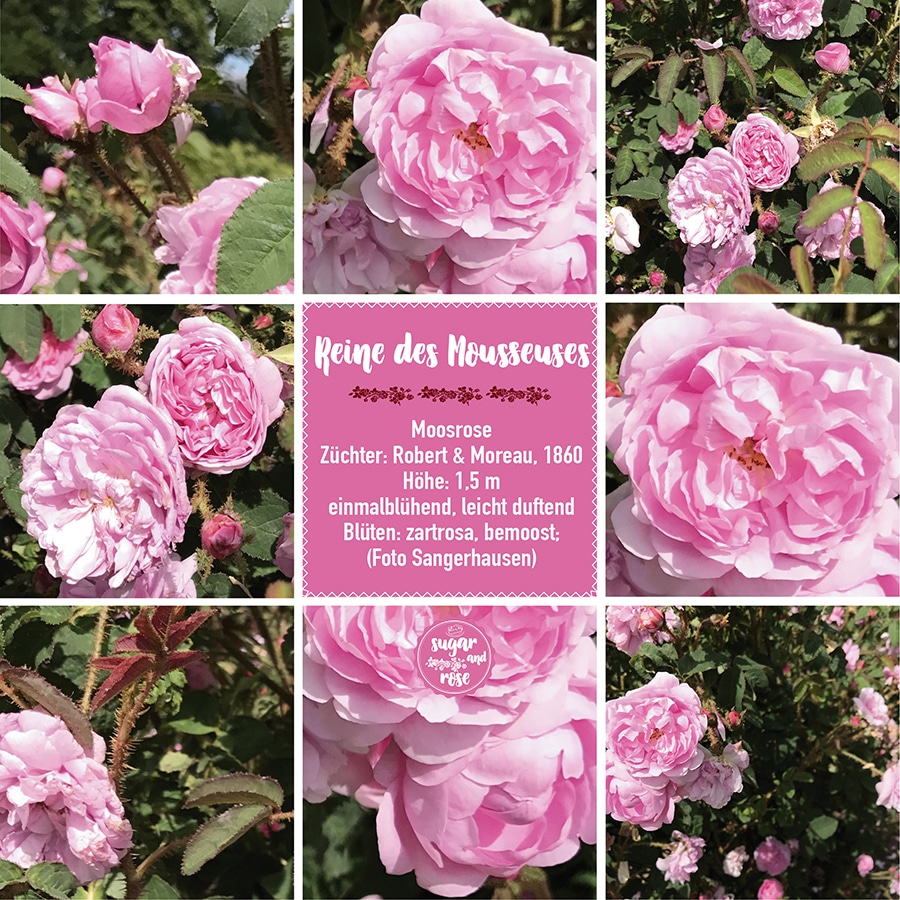 Reine des Mousseuses