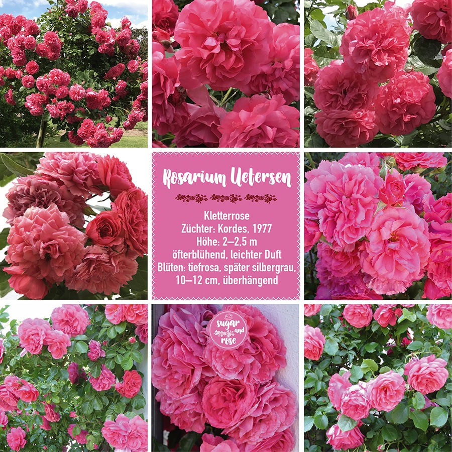 Rosarium Uetersen