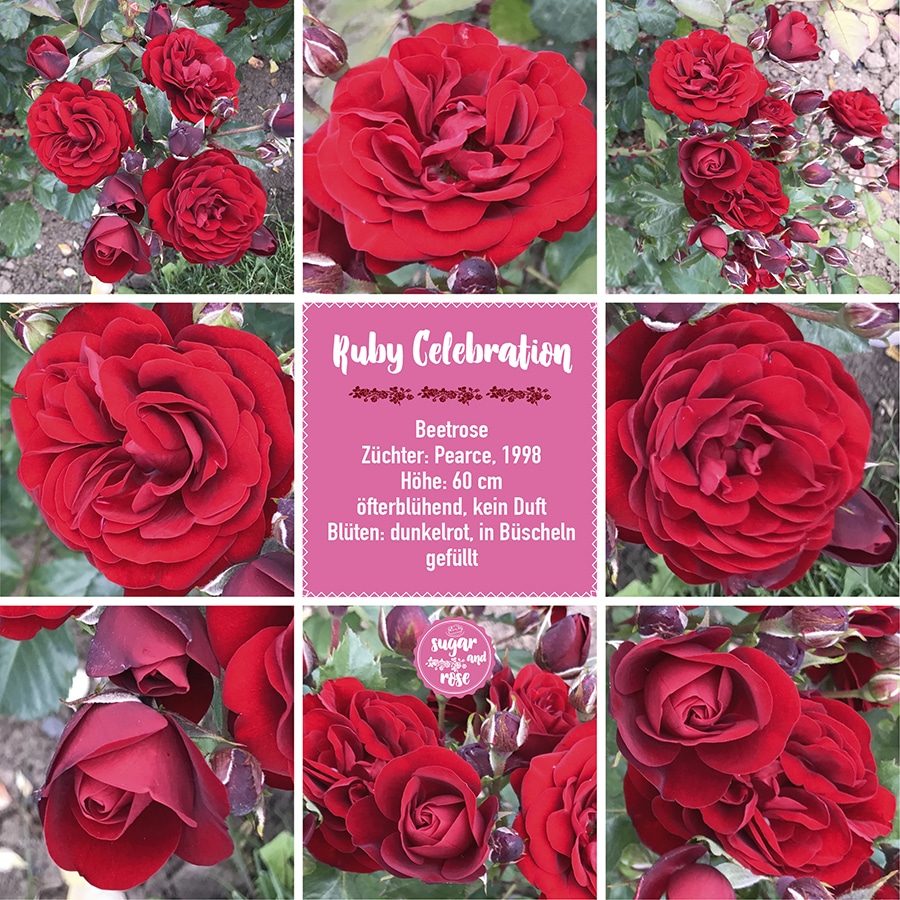 Ruby Celebration