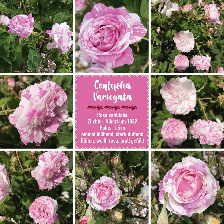 Centifolia Variegata