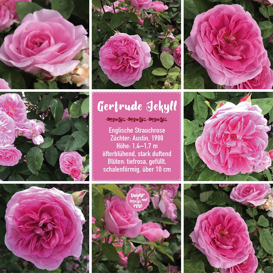 Gertrude Jekyll