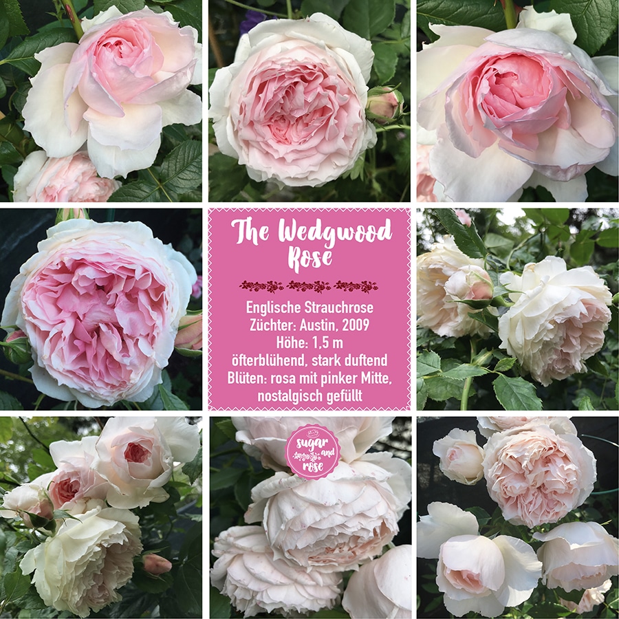 The Wedgwood Rose