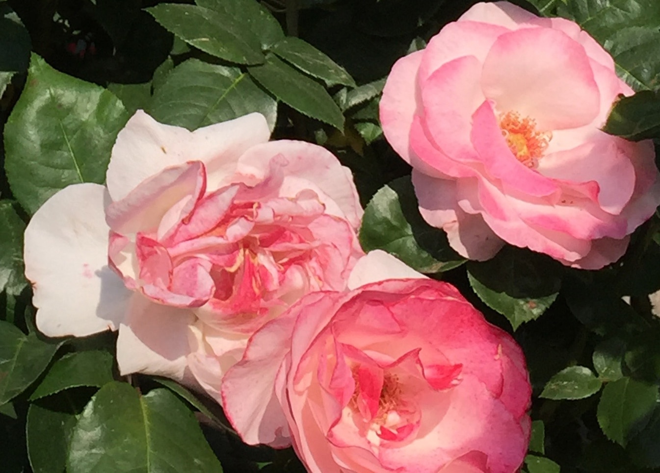 Operettenrose_IMG_1943a