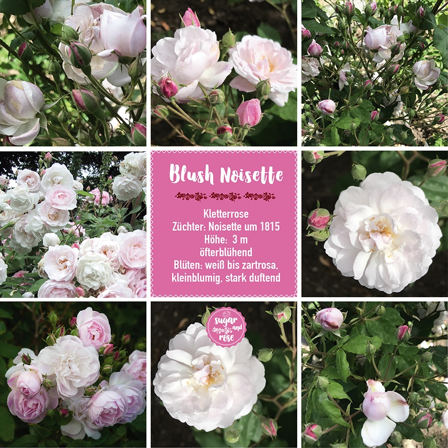 Blush Noisette