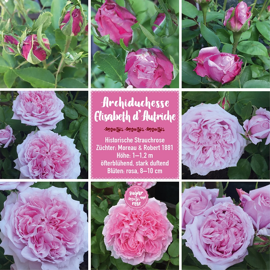 Archiduchesse Elisabeth d Autriche