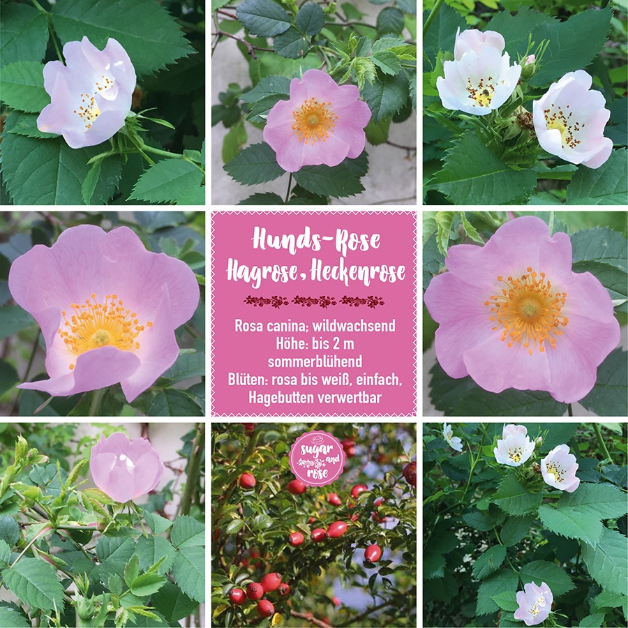 Hundsrose