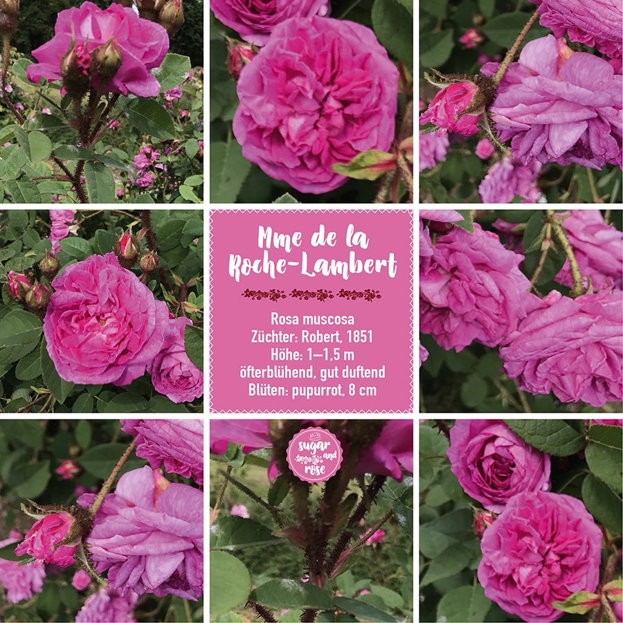 Mme de la Roche-Lambert