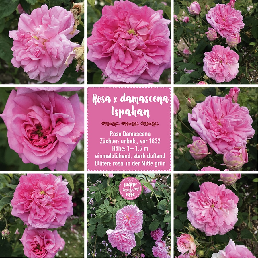 Rosa x damascena Ispahan
