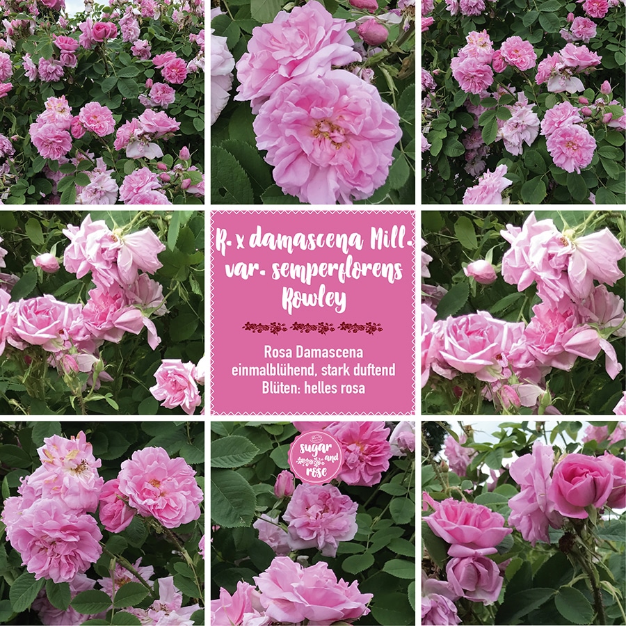 Rosa x damascena semperflorens Rowley