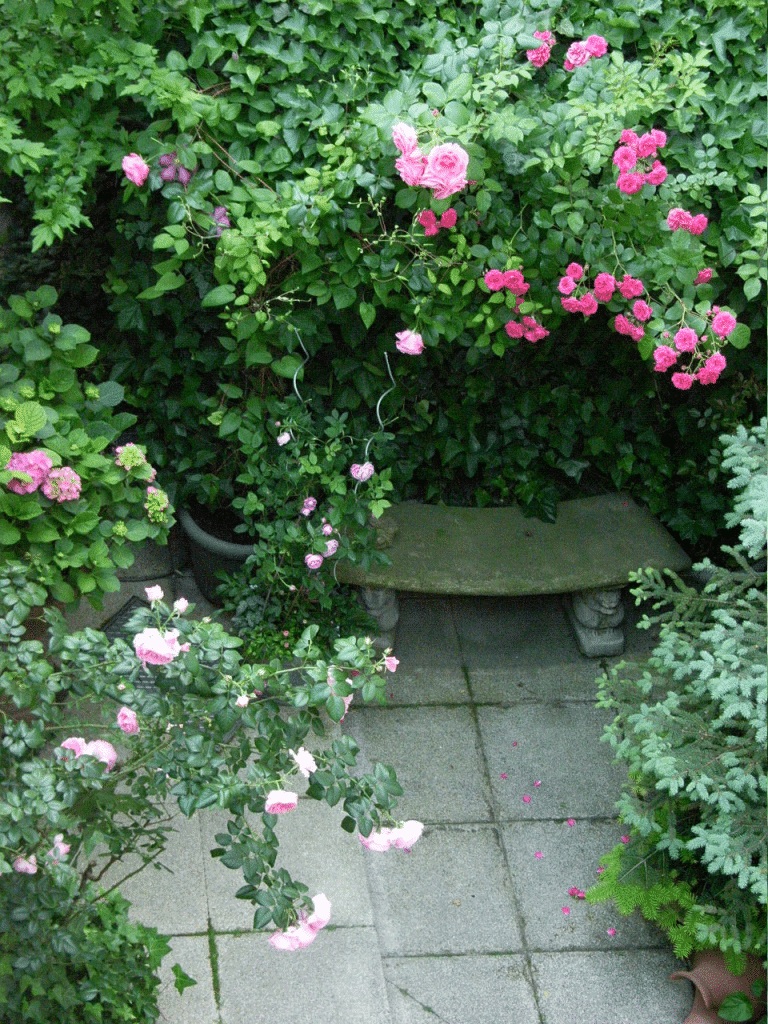 Coral Dawn, Lawina und Saint Exupery