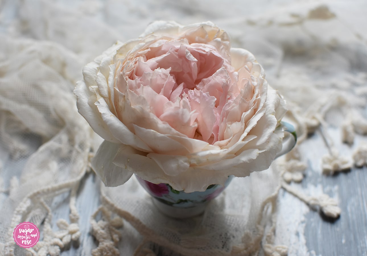 The-Wedgewood-Rose-in-Schale
