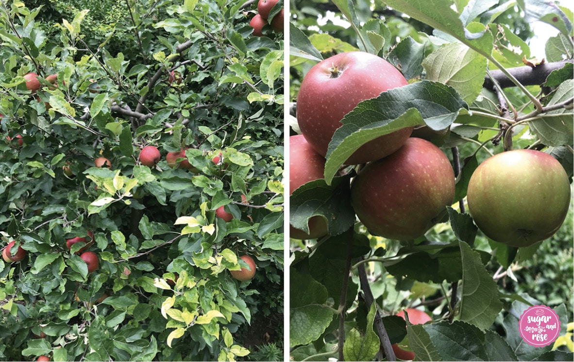 Aepfel-am-Baum-Gravensteiner