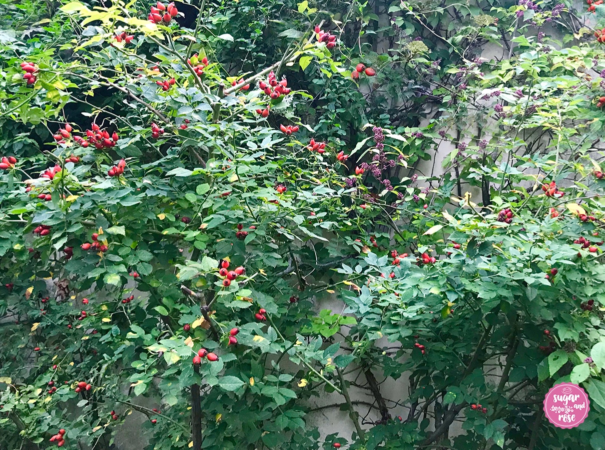 Hagebutten-Rosa-Canina