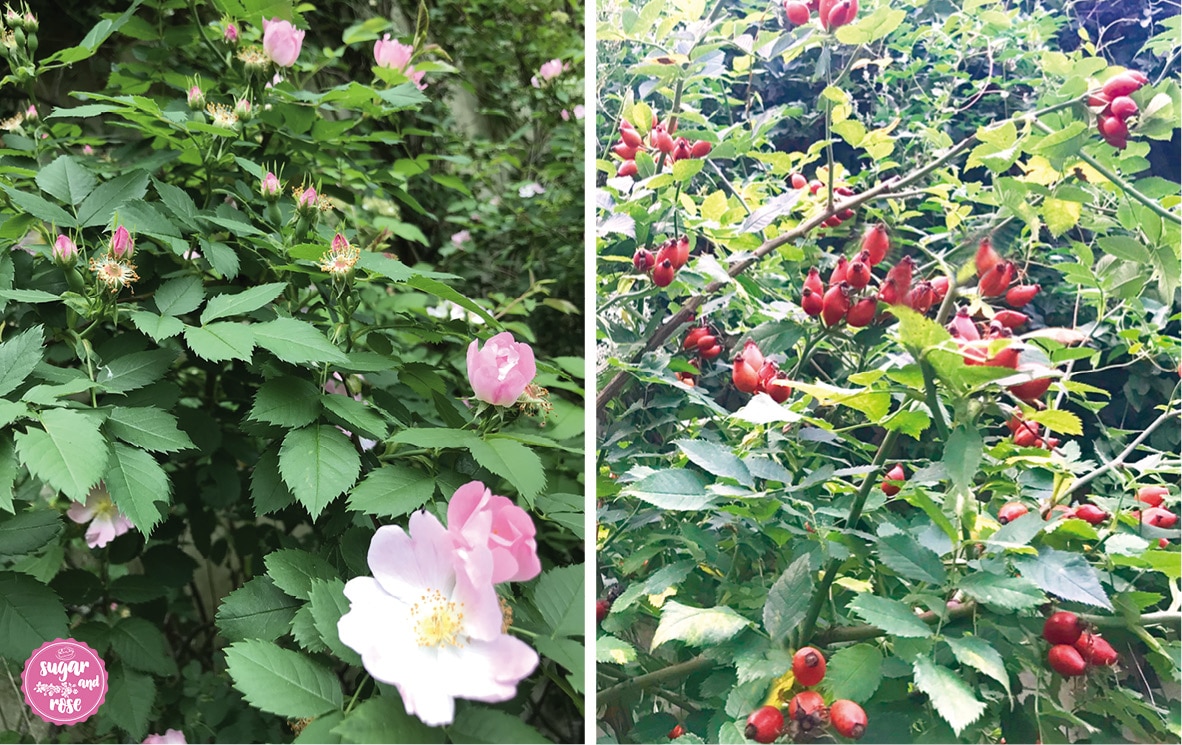 Rosa-canina-Hagebutten