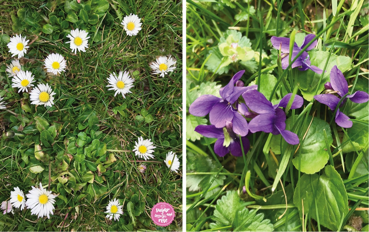 Gänseblümchen und Veilchen auf Wiese
