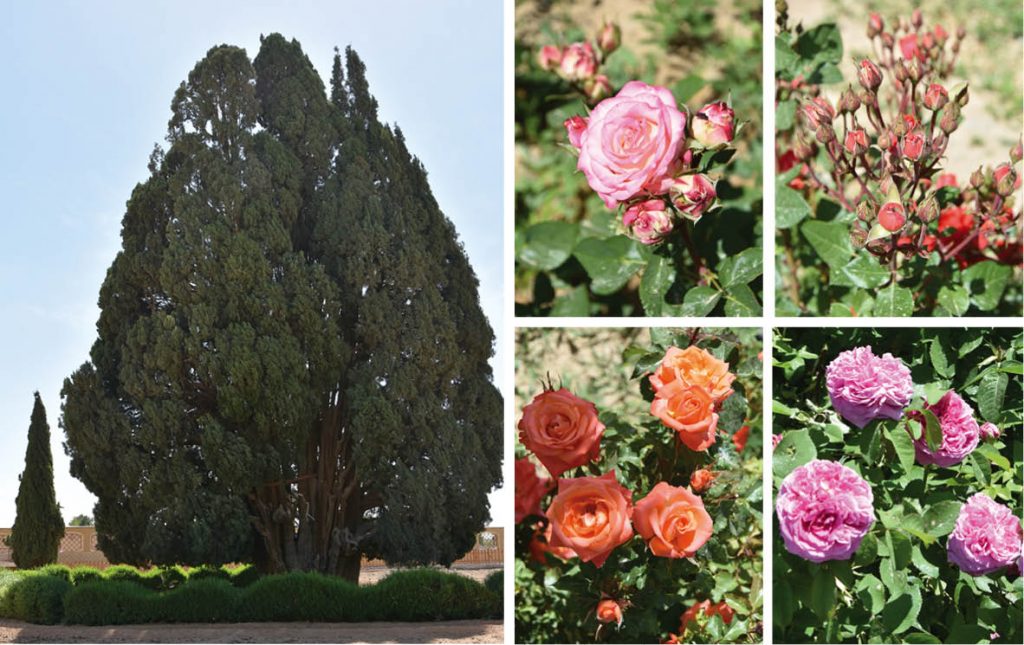 4000-jährige Zypresse und Rosenstöcke in rosa, orange und lachs: Persien zur Rosenblüte