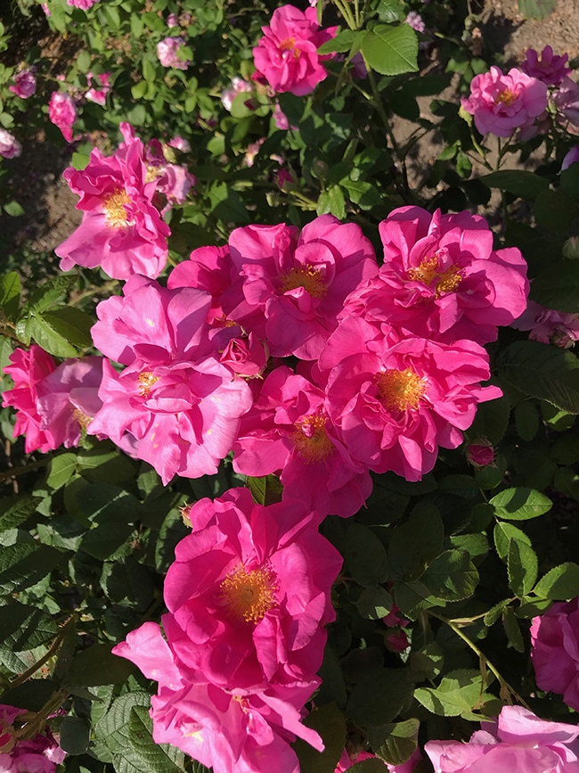 Apothekerrose Officinalis