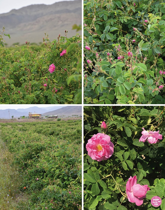 Persien zur Rosenblüte: Rosenfelder nahe Qamsar