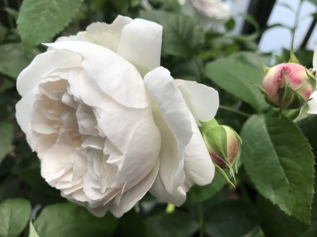 Winchester Cathedral