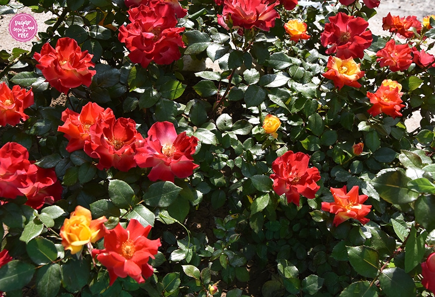 Rose Krambambuli, Persien zur Rosenblüte