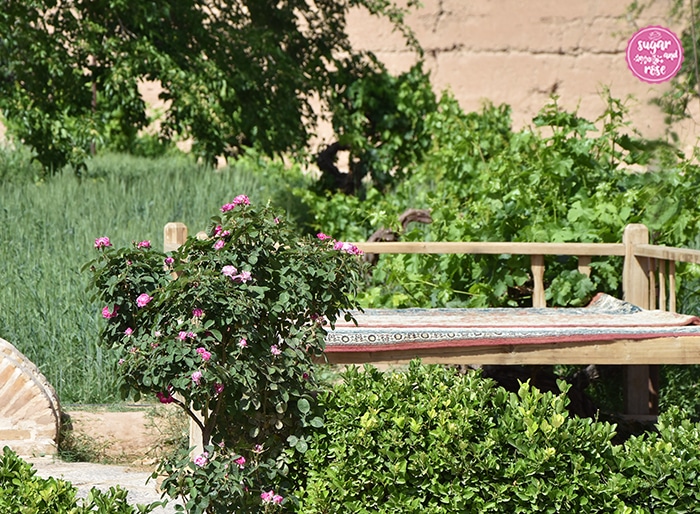 Persien zur Rosenblüte: Rosenstock im Dowlat-Abad-Garten