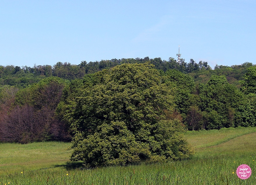 Blumenwiese in den Steinhofgründen, einem Erholungsgebiet in Ottakring, dahinter ein Wald und strahlend blauer Himmel