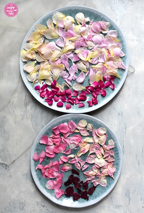 Zwei unterschiedlich große türkis-melierte flache Teller mit frischen Rosenpetalen zum Trocknen in unterschiedlichen Farben: apricot, rosa, rosa-gelb, pink, dunkelrosa und dunkelrot