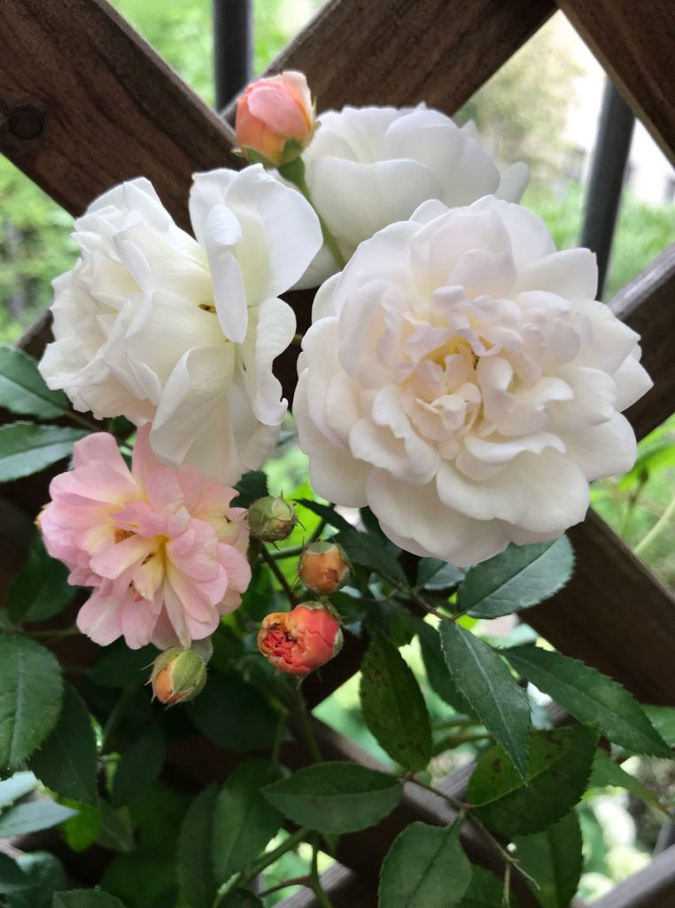 Ghislaine de Feligonde