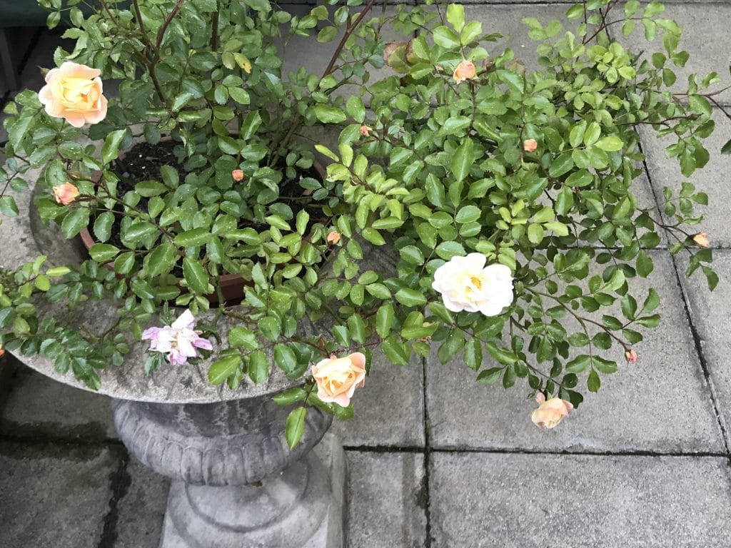 Ivory Compact Meidiland