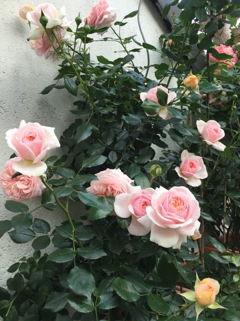 Garden of Roses