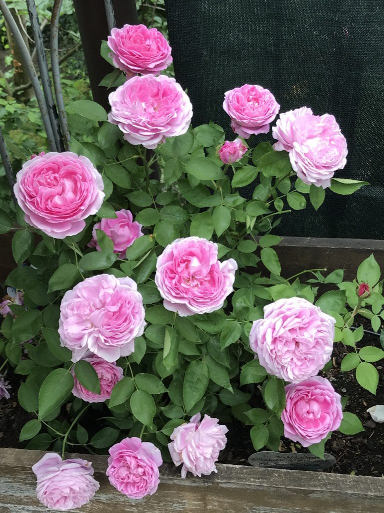 Archiduchesse Elisabeth d'Autriche