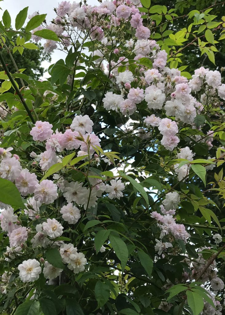 Paul's Himalayan Musk