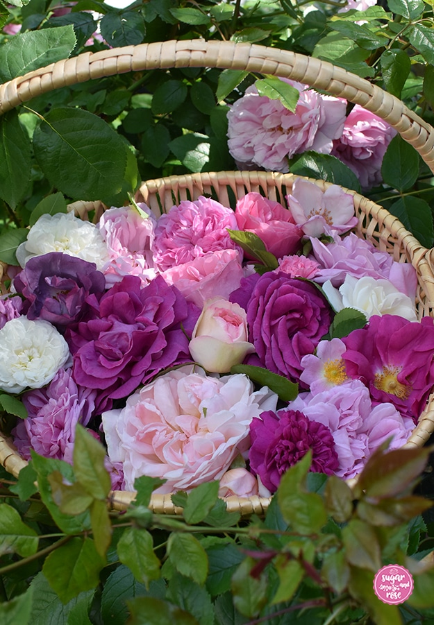 Ein Weidenkorb gefüllt mit weißen, hellrosa, pinken bis lilafarbenen Rosen inmitten eines Rosenstockes