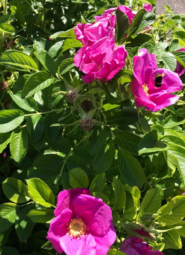 Rosa rugosa_Apfelrose