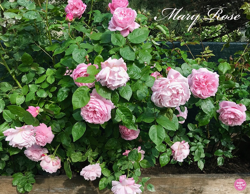 Sugar&Rose Blog Namensrose "Mary Rose"