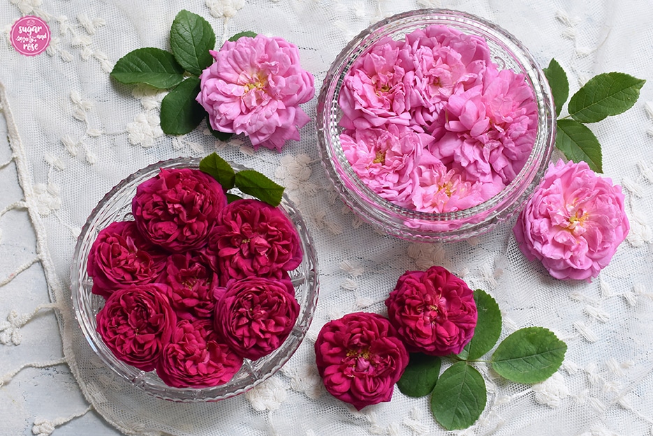 Zwei Bleikristallschalen, eine mit dunkelroten Blüten der Rose de Resht, die andere mit hellrosa Blüten der Ispahan-Rose