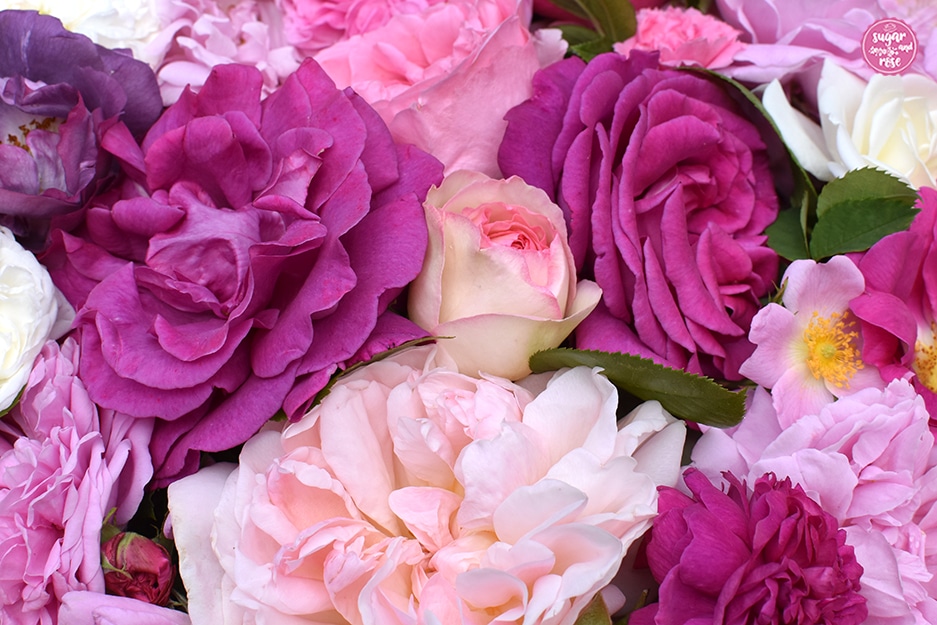 Zahlreiche Rosenblüten von porzeallanrose, lilarose, kräftig rosa, pink, fuchsia und violett für die Rosenküche