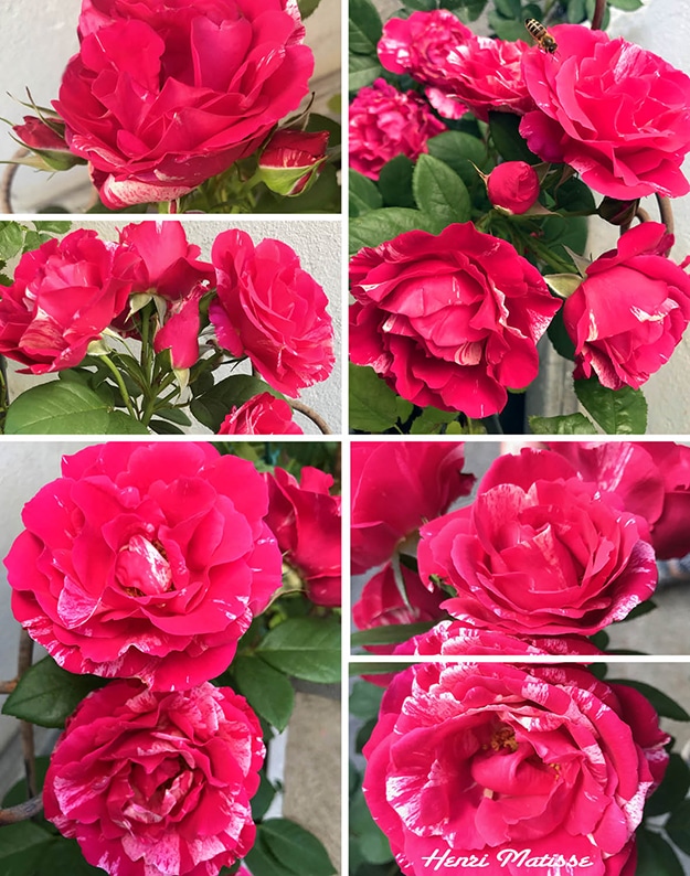 Sechs Abbildungen der pink und weiß gestreiften Malerrose Henri Matisse am Rosenstock. Die Rose hat zahlreiche, sehr unterschiedlich weiß gefleckte Blüten.