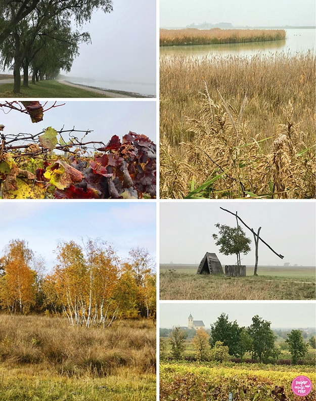 Burgenland-Aufnahmen: Weiden am nebeligen See, darunter rot-gelbes Weinlaub, eine Schilfinsel im Neusiedler See, ein panonnischer Brunnen, einige goldgelbe Birken und ein Weingarten mit Kirche