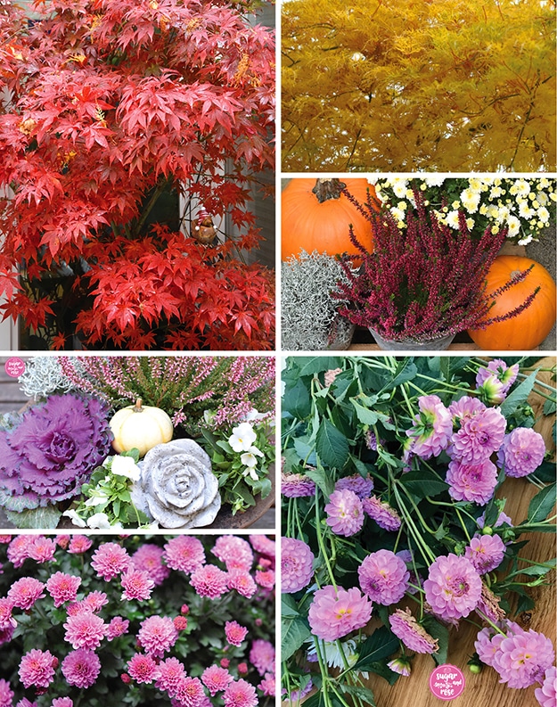Roter und gelber Ahorn, Erika, Kürbisse und Astern; darunter rosa Dahlien, pinke Astern und eine Schale mit Zierkohl, Erika, Silberkraut und weißem Kürbis